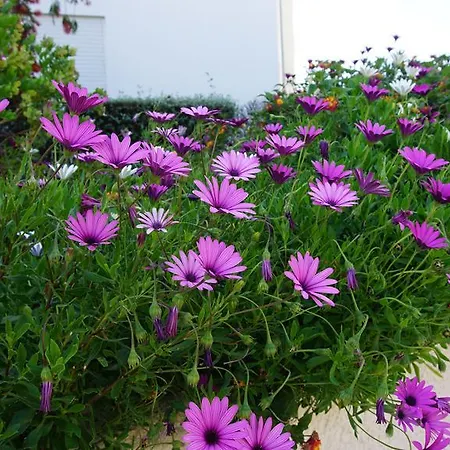 Fiph Rotunda Park - * Portimao